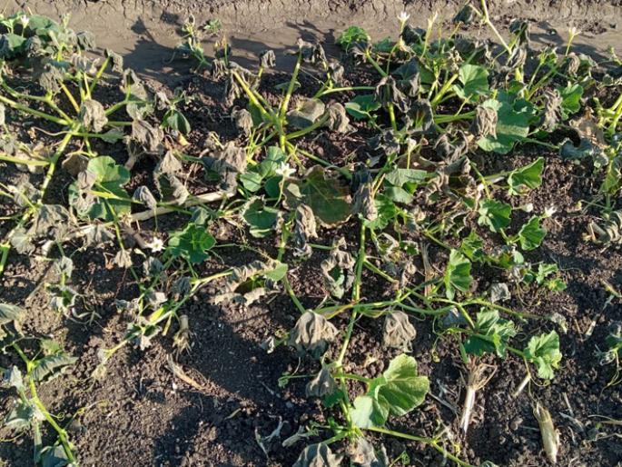 Crops getting damaged in cold weather in Jalna district ... | जालना जिल्ह्यात थंडीच्या लाटेत कोमेजली पिके... Crops getting damaged in cold weather in Jalna district ... | जालना जिल्ह्यात थंडीच्या लाटेत कोमेजली पिके...