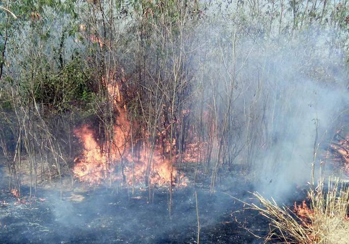 Fertile fire in Parner | पारनेरमध्ये फळबागेला आग