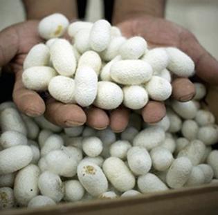 Pupa silk purchasing of Rs. 58 lakhs from Jalna district | जालना जिल्ह्यातून ५८ लाख रूपयांची कोष खरेदी Pupa silk purchasing of Rs. 58 lakhs from Jalna district | जालना जिल्ह्यातून ५८ लाख रूपयांची कोष खरेदी