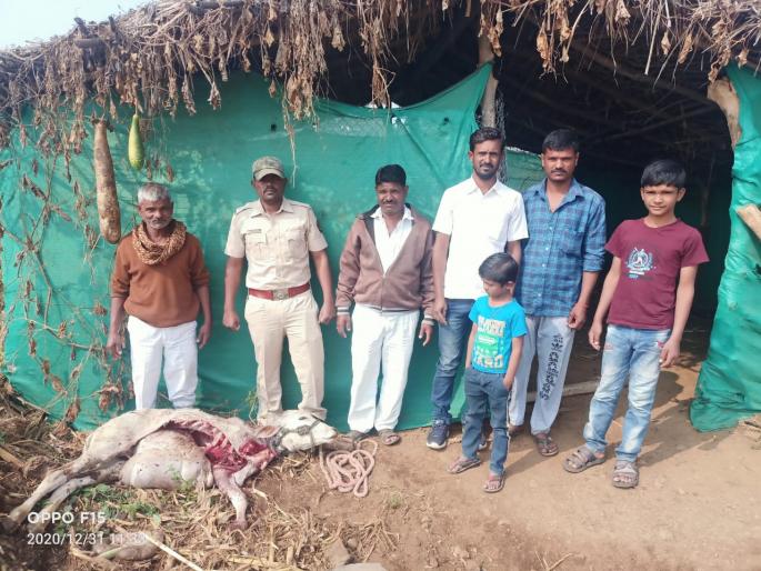 Calf killed in leopard attack | बिबट्याच्या हल्ल्यात वासरू ठार Calf killed in leopard attack | बिबट्याच्या हल्ल्यात वासरू ठार