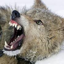 Four people were injured in a wolf attack at Hiswal | हिसवळ येथे लांडग्याच्या हल्ल्यात चार जण जखमी