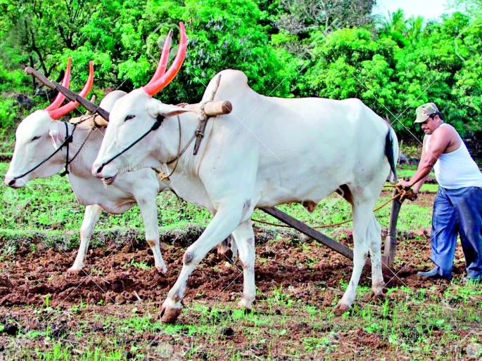 Fear of plowing from rural areas | ग्रामीण भागातून नांगर हद्दपार होण्याची भीती