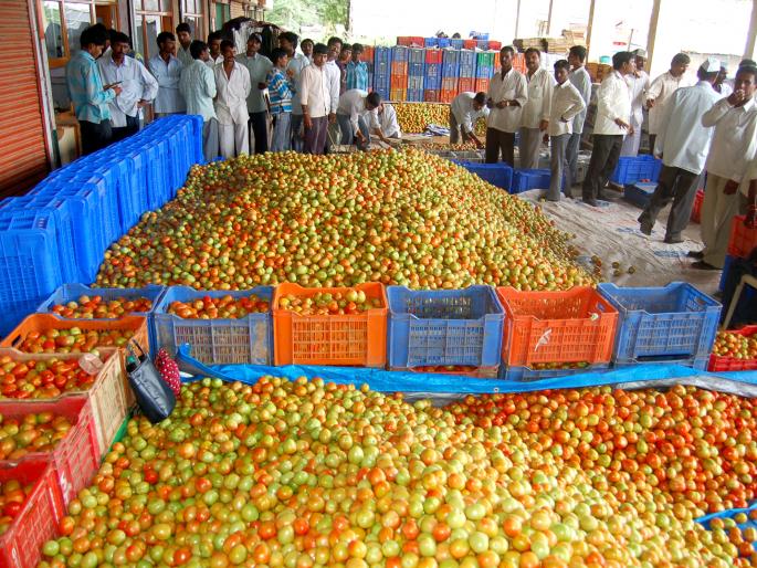 Tomato auction at Lasalgaon market committee from tomorrow | लासलगाव बाजार समितीत उद्यापासून टोमॅटो लिलाव Tomato auction at Lasalgaon market committee from tomorrow | लासलगाव बाजार समितीत उद्यापासून टोमॅटो लिलाव