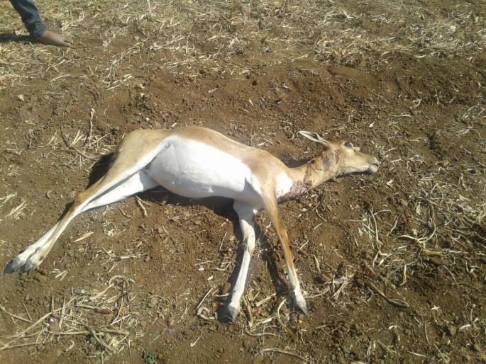 Ginger death in dogs attack | कुत्र्यांच्या हल्ल्यात हरणाचा मृत्यू