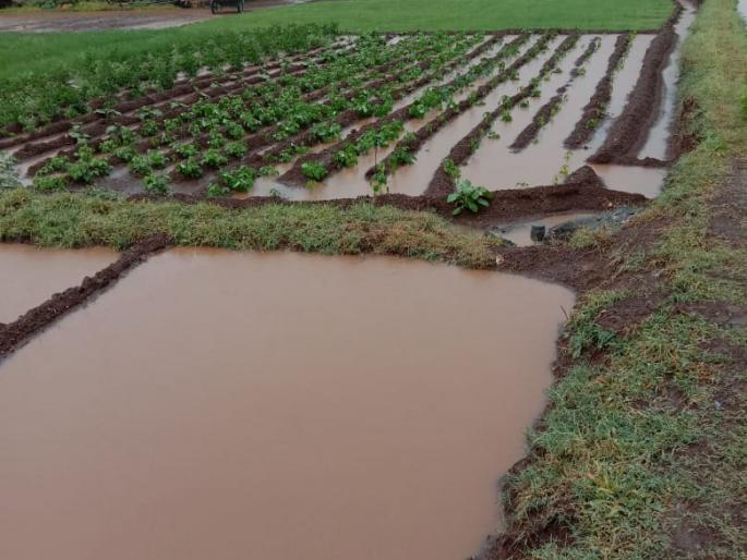 Heavy rainfall in Meshi, Dongargaon area | मेशी, डोंगरगाव परिसरात जोरदार पाऊस Heavy rainfall in Meshi, Dongargaon area | मेशी, डोंगरगाव परिसरात जोरदार पाऊस