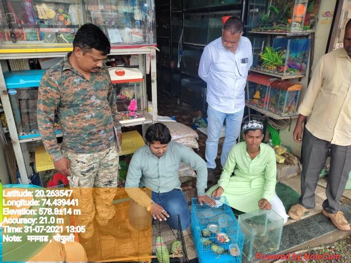 Manmadala turtles, bird smuggling | मनमाडला कासव, पक्ष्यांची तस्करी Manmadala turtles, bird smuggling | मनमाडला कासव, पक्ष्यांची तस्करी