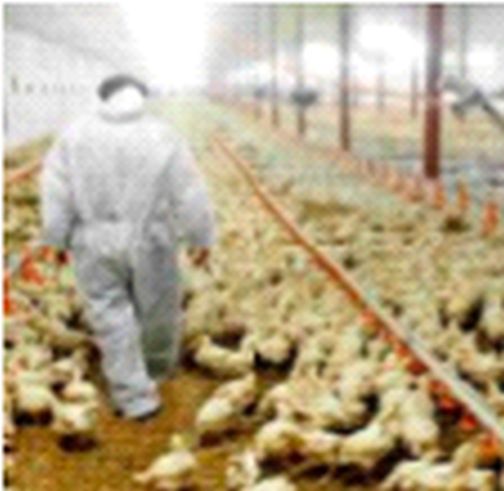 Six teams working for bird flu | बर्ड फ्ल्यूसाठी सहा पथके कार्यरत Six teams working for bird flu | बर्ड फ्ल्यूसाठी सहा पथके कार्यरत