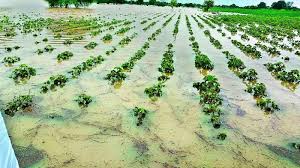 Crop damage due to continuous rains in Erandgaon area | एरंडगाव परिसरात सततच्या पावसाने पिकांचे नुकसान Crop damage due to continuous rains in Erandgaon area | एरंडगाव परिसरात सततच्या पावसाने पिकांचे नुकसान