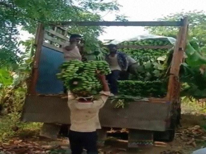 Purchase of bananas at prices of merchants | व्यापाऱ्यांकडून मातीमोल भावात केळीची खरेदी