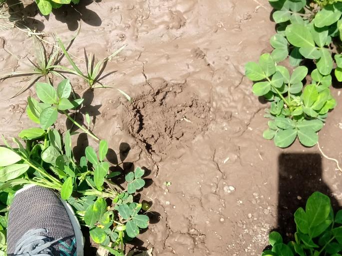 Leopard sighting in Patoda Shivara | पाटोदा शिवारात बिबट्याचे दर्शन Leopard sighting in Patoda Shivara | पाटोदा शिवारात बिबट्याचे दर्शन