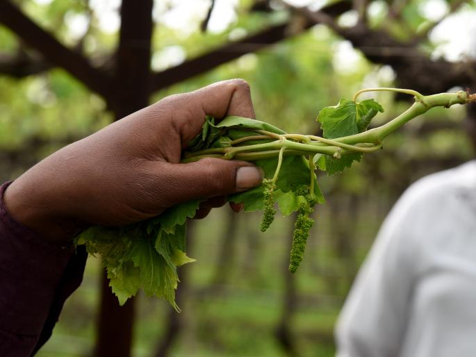nashik,most,damage,to,grape,crops,due,to,return,rains | परतीच्या पावसामुळे द्राक्ष पिकाचे सर्वाधिक नुकसान
