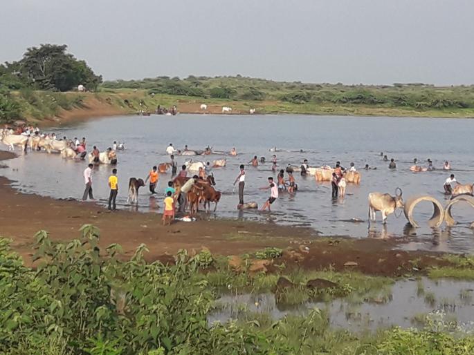 The rush to bathe the bulls in the water of the leisure pond in the event of heavy rains | जोरदार पावसाअभावी पाझर तलावाच्या तोकड्या पाण्यात बैलांना अंघोळ घालण्यासाठी गर्दी The rush to bathe the bulls in the water of the leisure pond in the event of heavy rains | जोरदार पावसाअभावी पाझर तलावाच्या तोकड्या पाण्यात बैलांना अंघोळ घालण्यासाठी गर्दी