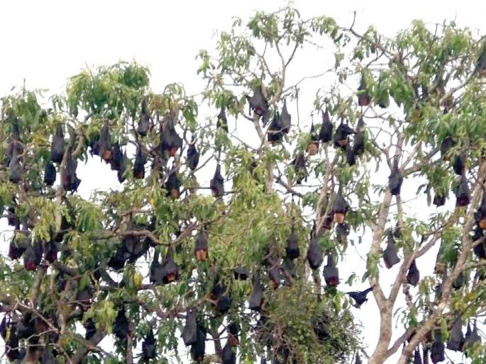 Sindhudurg: On the backdrop of Nipah, citizens should be afraid of water supply | सिंधुदुर्ग : 'निपाहच्या पार्श्वभूमीवर नागरिकांमध्ये भीती, पालिकेने वटवाघळांचा बंदोबस्त करावा Sindhudurg: On the backdrop of Nipah, citizens should be afraid of water supply | सिंधुदुर्ग : 'निपाहच्या पार्श्वभूमीवर नागरिकांमध्ये भीती, पालिकेने वटवाघळांचा बंदोबस्त करावा