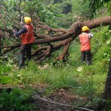 Traffic jams caused by deforestation | झाडे तोडण्याच्या कामाने वाहतूकीचा खोळंबा Traffic jams caused by deforestation | झाडे तोडण्याच्या कामाने वाहतूकीचा खोळंबा