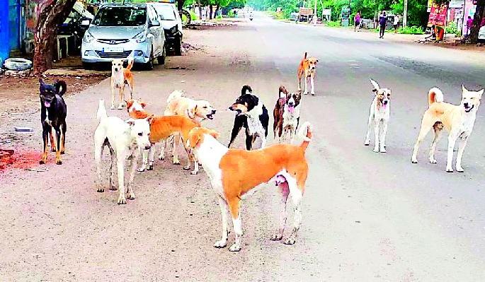Dogs held Vardhekar | बेवारस श्वांनानी धरले वर्धेकरांना वेठीस