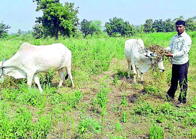 Animals left in the soybean fields | सोयाबीनच्या शेतात सोडली जनावरे Animals left in the soybean fields | सोयाबीनच्या शेतात सोडली जनावरे
