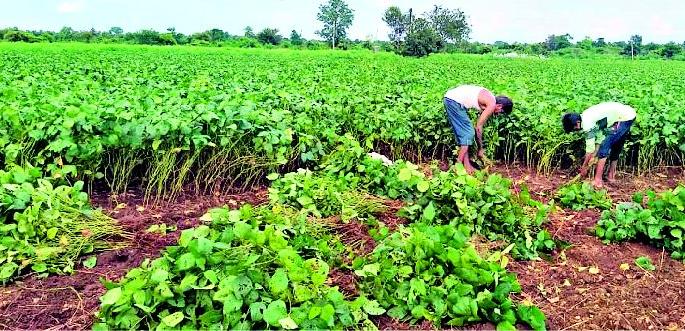 Natural Disaster on 43,000 hectares of soybean | निसर्गाची ४३ हजार हेक्टर सोयाबीनवर आपत्ती