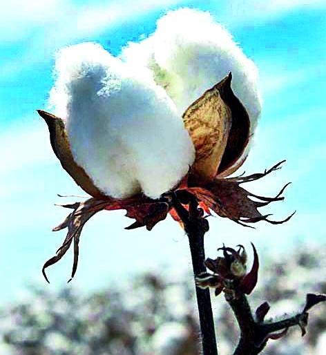 Low prices in the name of insect cotton | कीडक कापसाच्या नावाखाली कमी भाव Low prices in the name of insect cotton | कीडक कापसाच्या नावाखाली कमी भाव