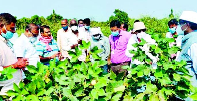 Central Cotton Research Center team arrives in Pandharkavad | केंद्रीय कापूस संशोधक केंद्राचे पथक पांढरकवडात दाखल