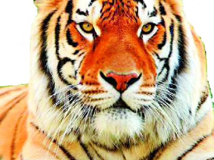Three proposals for Tipeshwar Tiger Project | टिपेश्वर व्याघ्र प्रकल्पासाठी तीन प्रस्ताव