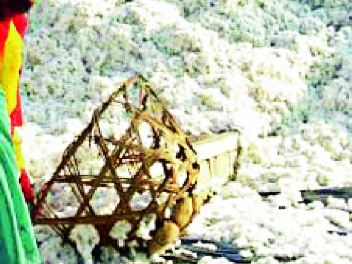 Cotton production declined | कापूस उत्पादन घटले