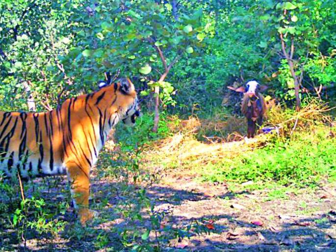 Reddish Cannibal Waghini | नरभक्षक वाघिणीची पुन्हा हुलकावणी Reddish Cannibal Waghini | नरभक्षक वाघिणीची पुन्हा हुलकावणी