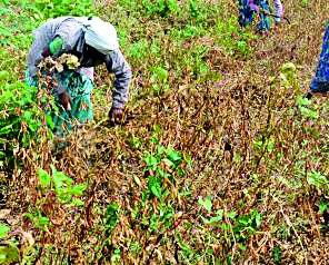 The final payment of the district is 47 percent | जिल्ह्याची अंतिम पैसेवारी ४७ टक्के The final payment of the district is 47 percent | जिल्ह्याची अंतिम पैसेवारी ४७ टक्के