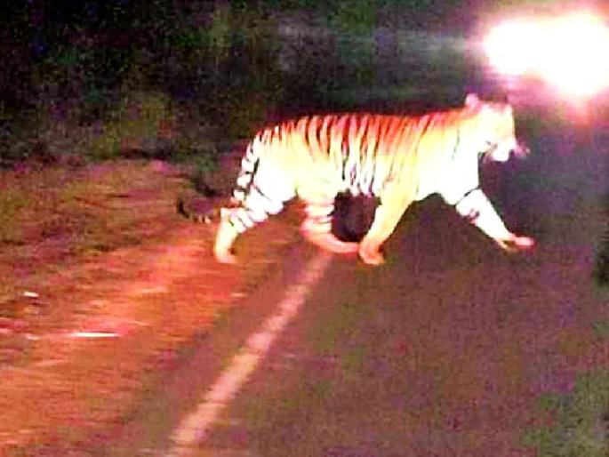 12 crores for the warehouses | वाघाच्या बंदोबस्तासाठी १२ कोटी 12 crores for the warehouses | वाघाच्या बंदोबस्तासाठी १२ कोटी