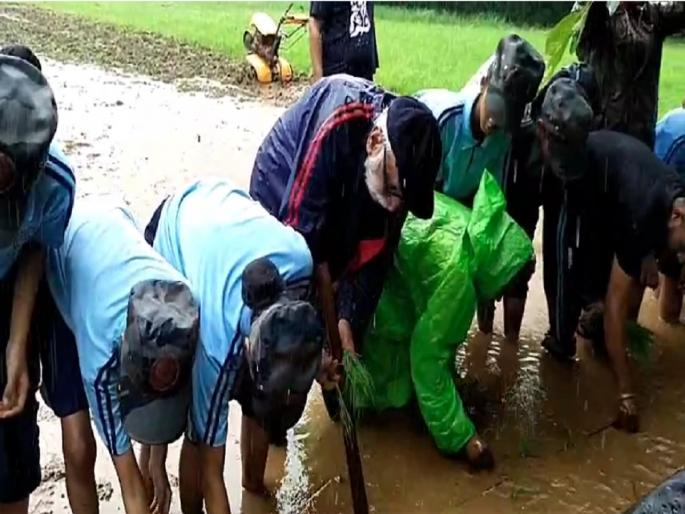 Students of Saraswati Chhatra Sena planted rice | सरस्वती छात्र सेनेच्या विद्यार्थ्यांनी केली तांदळाची लावणी Students of Saraswati Chhatra Sena planted rice | सरस्वती छात्र सेनेच्या विद्यार्थ्यांनी केली तांदळाची लावणी