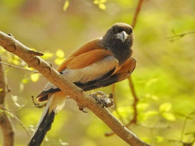 Tkachor found in Bor Tiger Reserve | बोर व्याघ्र प्रकल्पात आढळला टकाचोर Tkachor found in Bor Tiger Reserve | बोर व्याघ्र प्रकल्पात आढळला टकाचोर