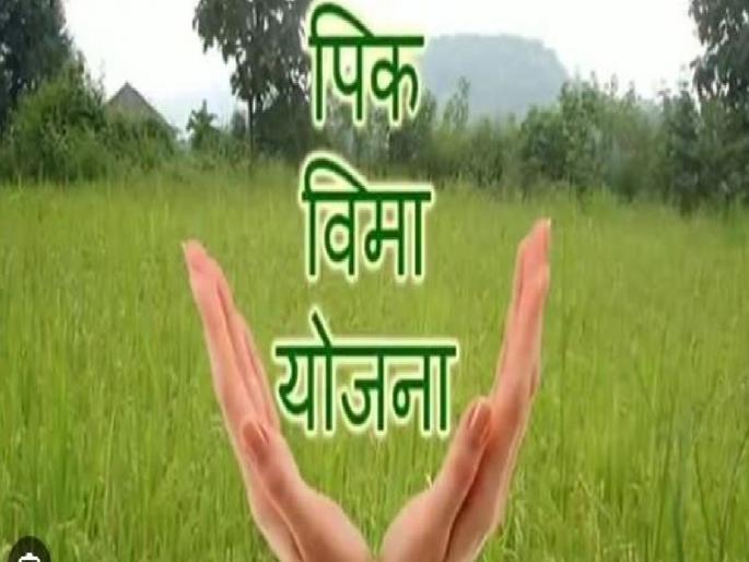 Record participation of farmers in Rabi crop insurance scheme, 91,742 farmers registered | रब्बी पीकविमा योजनेत शेतकऱ्यांचा विक्रमी सहभाग, ९१,७४२ शेतकऱ्यांनी केली नोंदणी Record participation of farmers in Rabi crop insurance scheme, 91,742 farmers registered | रब्बी पीकविमा योजनेत शेतकऱ्यांचा विक्रमी सहभाग, ९१,७४२ शेतकऱ्यांनी केली नोंदणी