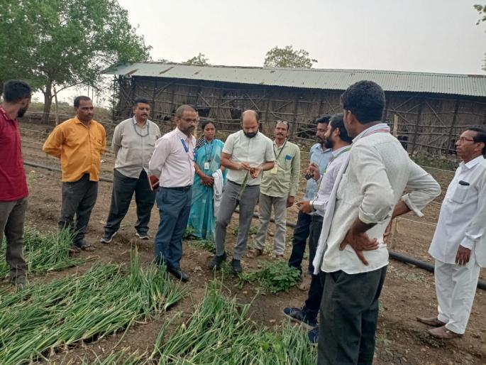 District collector reached farm land and Inspected crop damage | जिल्हाधिकारी पोहोचले बांधावर; पीक नुकसानीची केली पाहणी ! District collector reached farm land and Inspected crop damage | जिल्हाधिकारी पोहोचले बांधावर; पीक नुकसानीची केली पाहणी !