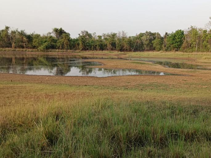 Only 31 percent water in the district | जिल्ह्यात केवळ ३१ टक्के जलसाठा; मामा तलावांत ठणठणाट Only 31 percent water in the district | जिल्ह्यात केवळ ३१ टक्के जलसाठा; मामा तलावांत ठणठणाट