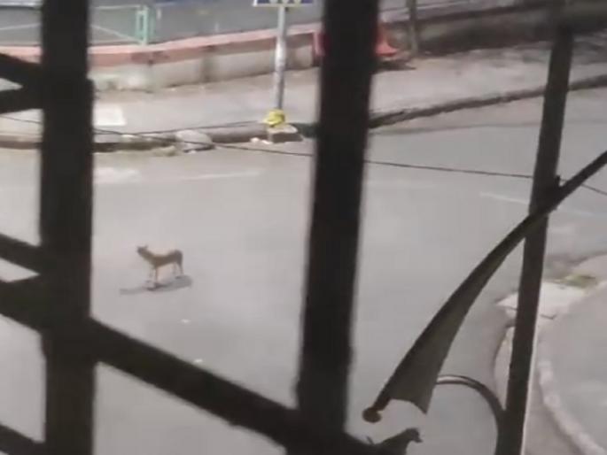 hyena in in Kharghar society, people scared | खारघरमध्ये सेलिब्रेशन संकुलात शिरला तरस, रहिवाशांमध्ये भीतीचे वातावरण hyena in in Kharghar society, people scared | खारघरमध्ये सेलिब्रेशन संकुलात शिरला तरस, रहिवाशांमध्ये भीतीचे वातावरण