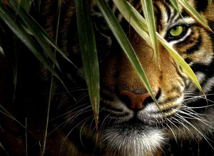 About 60% of the world's tigers in the country | जगाच्या तुलनेत भारतामध्ये ६० टक्के वाघ