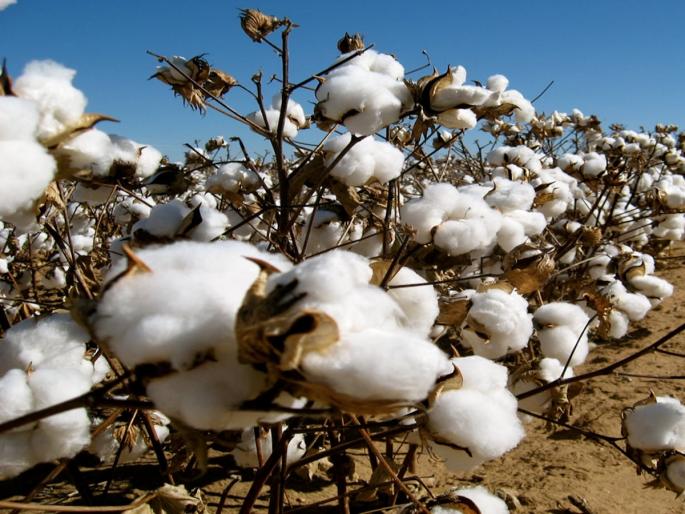 Shortage of 'that' variety of Bt this year too, no demand for seeds of specific variety, Agriculture Department appeals | बीटीच्या ‘त्या’ वाणाचा यंदाही तुटवडा, विशिष्ठ वाणाच्या बियाण्यांची मागणी नकोच, कृषी विभागाचे आवाहन Shortage of 'that' variety of Bt this year too, no demand for seeds of specific variety, Agriculture Department appeals | बीटीच्या ‘त्या’ वाणाचा यंदाही तुटवडा, विशिष्ठ वाणाच्या बियाण्यांची मागणी नकोच, कृषी विभागाचे आवाहन