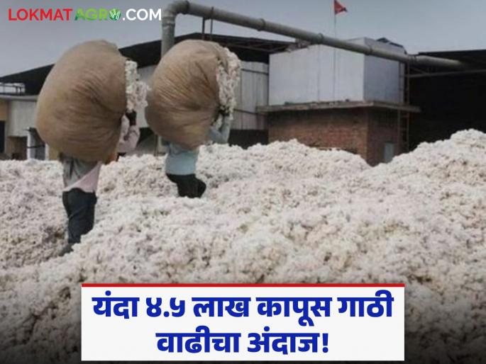 Cotton Association of India's crop forecast confirmed; cotton production expected to increase by 4.5 lakh bales this year | कॉटन असोसिएशन ऑफ इंडियाचा पीक अंदाज निश्चित; यंदा ४.५ लाख कापूस गाठी वाढीचा अंदाज Cotton Association of India's crop forecast confirmed; cotton production expected to increase by 4.5 lakh bales this year | कॉटन असोसिएशन ऑफ इंडियाचा पीक अंदाज निश्चित; यंदा ४.५ लाख कापूस गाठी वाढीचा अंदाज