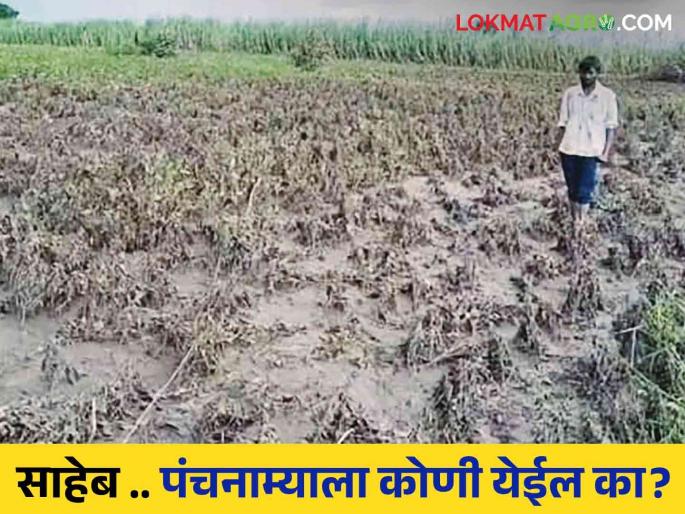 No one came to inspect the field after heavy rains, the farmer posted a video on social media threatening 'such' | अतिवृष्टीनंतर शेताची पाहणी करायला कुणीच येईना शेतकऱ्याने सोशल मिडियावर व्हिडिओ टाकत दिली 'अशी' धमकी No one came to inspect the field after heavy rains, the farmer posted a video on social media threatening 'such' | अतिवृष्टीनंतर शेताची पाहणी करायला कुणीच येईना शेतकऱ्याने सोशल मिडियावर व्हिडिओ टाकत दिली 'अशी' धमकी