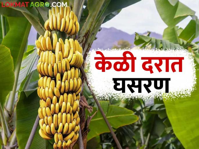 Banana Market Rate: Despite Navratri celebrations, banana prices fall; Experts indicate that the rate will increase again within a week | Banana Market Rate : नवरात्रौत्सव असूनही केळी दरात घसरण; आठवडाभरात पुन्हा दरात वाढ होईल जाणकरांचे संकेत Banana Market Rate: Despite Navratri celebrations, banana prices fall; Experts indicate that the rate will increase again within a week | Banana Market Rate : नवरात्रौत्सव असूनही केळी दरात घसरण; आठवडाभरात पुन्हा दरात वाढ होईल जाणकरांचे संकेत