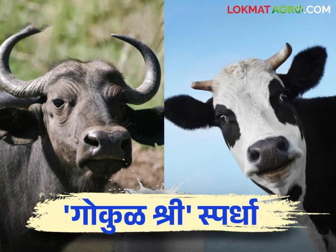 Milk Competition: Does your cow, buffalo give 12 liters of milk? So participate in 'this' contest and win prizes | Milk Competition : तुमची गाय, म्हैस १२ लीटर दूध देते का? तर 'या' स्पर्धेत भाग घ्या आणि बक्षीस जिंका Milk Competition: Does your cow, buffalo give 12 liters of milk? So participate in 'this' contest and win prizes | Milk Competition : तुमची गाय, म्हैस १२ लीटर दूध देते का? तर 'या' स्पर्धेत भाग घ्या आणि बक्षीस जिंका