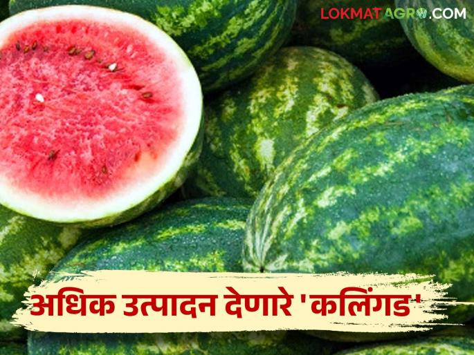 Watermelon Variety : Plant this variety of Kalingada this year and get more profit | Watermelon Variety : यंदा कलिंगडाच्या 'या' जातींची लागवड करा अन् अधिक नफा मिळवा Watermelon Variety : Plant this variety of Kalingada this year and get more profit | Watermelon Variety : यंदा कलिंगडाच्या 'या' जातींची लागवड करा अन् अधिक नफा मिळवा