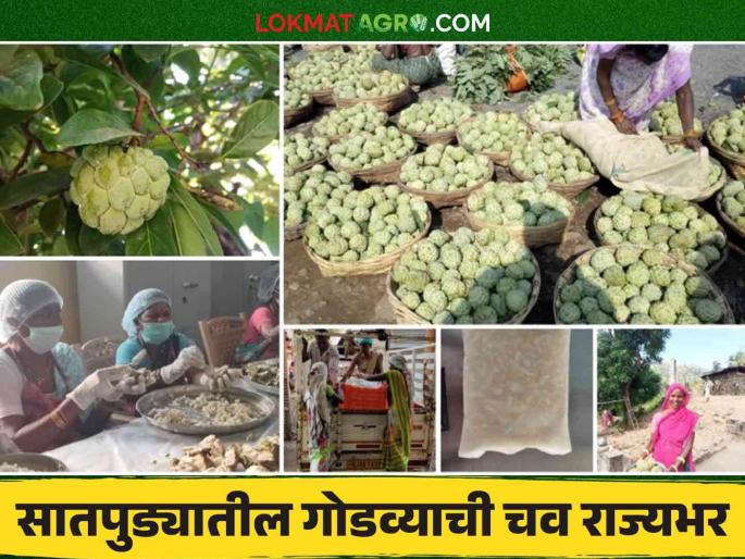 The natural sweetness of Satpura will fetch a price; Katri village has given a boost to the Sitafruit processing industry | सातपुड्यातील नैसर्गिक गोडव्याला मिळणार दाम; कात्री गावाने सीताफळ प्रक्रिया उद्योगाला घातली गवसणी The natural sweetness of Satpura will fetch a price; Katri village has given a boost to the Sitafruit processing industry | सातपुड्यातील नैसर्गिक गोडव्याला मिळणार दाम; कात्री गावाने सीताफळ प्रक्रिया उद्योगाला घातली गवसणी