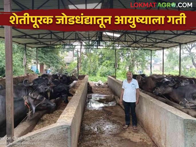 Farmer Success Story: Acceleration given by agriculture; Kaustubharao made progress through dairy business and poultry farming | Farmer Success Story : शेतीपूरक जोडधंद्याने दिली गती; दुग्ध व्यवसाय अन् कुक्कुटपालनातून कौस्तुभरावांनी साधली प्रगती Farmer Success Story: Acceleration given by agriculture; Kaustubharao made progress through dairy business and poultry farming | Farmer Success Story : शेतीपूरक जोडधंद्याने दिली गती; दुग्ध व्यवसाय अन् कुक्कुटपालनातून कौस्तुभरावांनी साधली प्रगती
