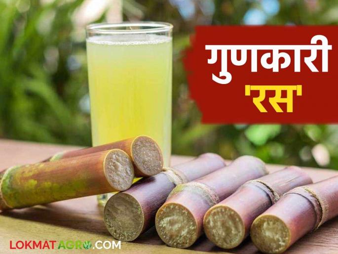 Health Benefits of Sugarcane Juice : Don't ignore this season; Sugarcane juice is more effective than expensive drugs | Health Benefits of Sugarcane Juice : यंदाच्या हंगामात दुर्लक्ष करू नका; महागड्या औषधांपेक्षा ऊसाचा रस अधिक प्रभावी