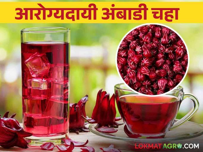 Ambadi Tea : Healthy flax tea that overcomes various diseases | Ambadi Tea : विविध आजारांवर मात करणारा आरोग्यदायी अंबाडी चहा Ambadi Tea : Healthy flax tea that overcomes various diseases | Ambadi Tea : विविध आजारांवर मात करणारा आरोग्यदायी अंबाडी चहा