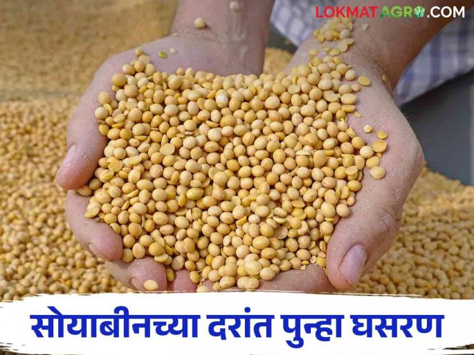 Soybean Market: Will the cost of production go away this year? Concerns before farmers; Softness again in the soybean market | Soybean Market : यंदा उत्पादन खर्च निघेल का नाही? शेतकऱ्यांसमोर चिंता; सोयाबीन बाजारात पुन्हा नरमाई Soybean Market: Will the cost of production go away this year? Concerns before farmers; Softness again in the soybean market | Soybean Market : यंदा उत्पादन खर्च निघेल का नाही? शेतकऱ्यांसमोर चिंता; सोयाबीन बाजारात पुन्हा नरमाई
