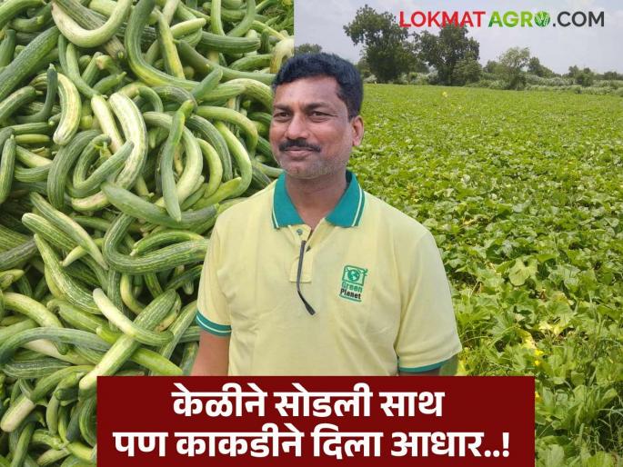 Perfect planning paid off; Bananas fell in the storm but cucumbers provided support | परिपूर्ण नियोजनाचा झाला फायदा; वादळात केळी आडवी पण काकडीने दिला आधार