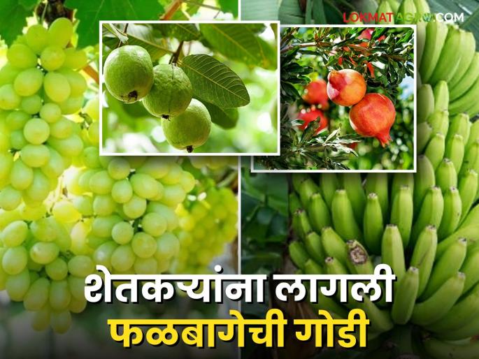 Farmers are enjoying the fruits of orchards; The area under orchards is increasing by 4 percent per year | शेतकऱ्यांना लागली फळबागेची गोडी; वर्षाला ४ टक्के फळबागांच्या क्षेत्रामध्ये होतेय वाढ