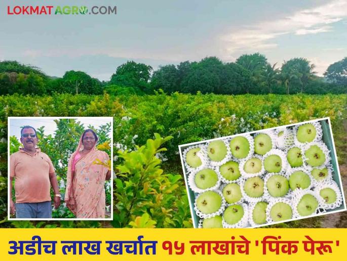 Success story: Income of 15 lakhs with an expenditure of 2.5 lakhs; Taiwan Pink Guava from Dadegaon in Gujarat market | Success story : अडीच लाख खर्चात १५ लाखांचे उत्पन्न; दादेगावचे तैवान पिंक पेरू गुजरातच्या बाजारपेठेत Success story: Income of 15 lakhs with an expenditure of 2.5 lakhs; Taiwan Pink Guava from Dadegaon in Gujarat market | Success story : अडीच लाख खर्चात १५ लाखांचे उत्पन्न; दादेगावचे तैवान पिंक पेरू गुजरातच्या बाजारपेठेत