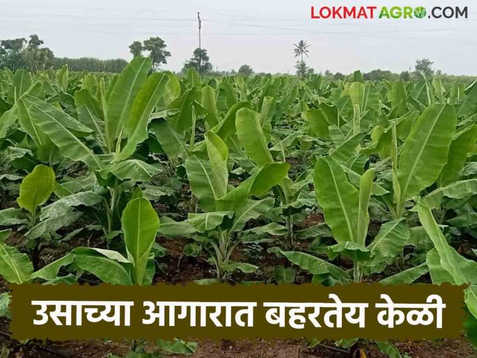 Farmers of 'Ya' taluka, which is known as sugarcane agar, now prefer bananas | ऊसाचे आगार म्हणून ओळख असलेल्या 'या' तालुक्यातील शेतकऱ्यांची आता केळीला पसंती Farmers of 'Ya' taluka, which is known as sugarcane agar, now prefer bananas | ऊसाचे आगार म्हणून ओळख असलेल्या 'या' तालुक्यातील शेतकऱ्यांची आता केळीला पसंती